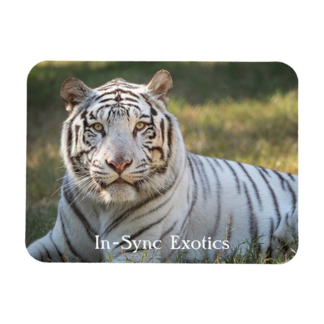 Íman Gus - (Horizontal)