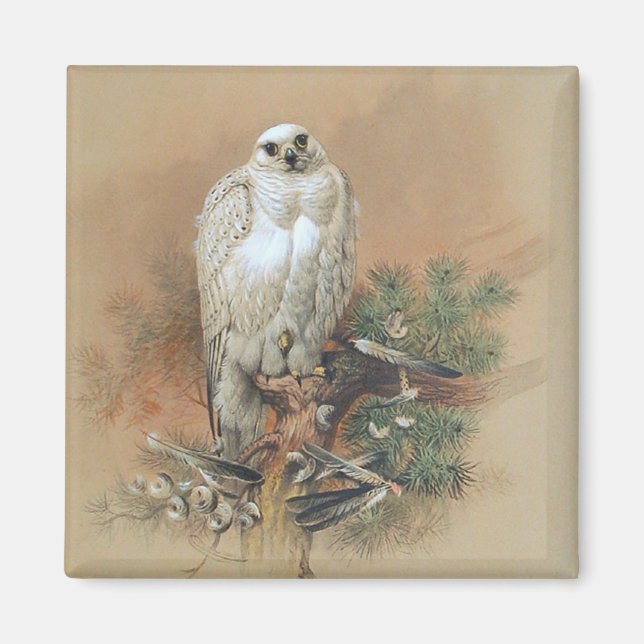 Íman Gyfalcon - 1861 (Frente)
