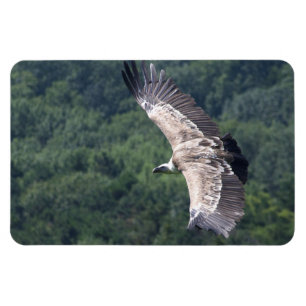 Íman Gyps fulvus voando