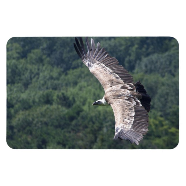 Íman Gyps fulvus voando (Horizontal)