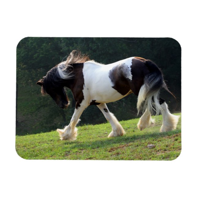 Íman Gypsy Vanner (Horizontal)