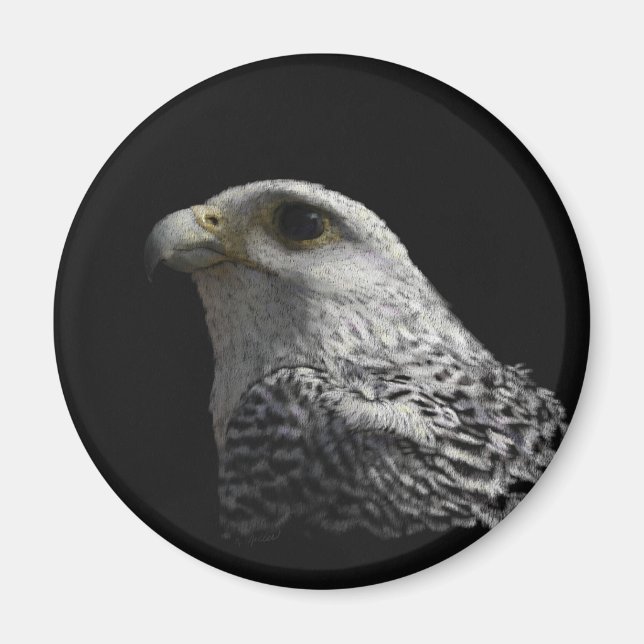 Íman Gyrfalcon Ártico (Frente)