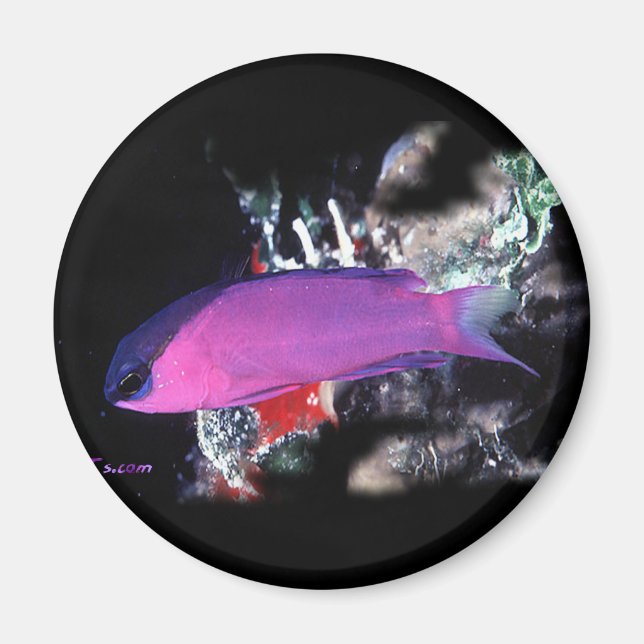 Íman H2Oasis Basslet (Frente)