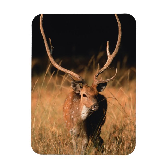 Íman Habitat Natural Chital | Parque Nacional de Bandha (Vertical)