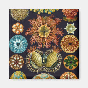 Íman Haeckel