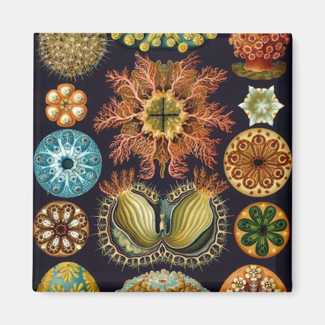 Íman Haeckel (Frente)