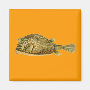 Íman Haeckel Fish
