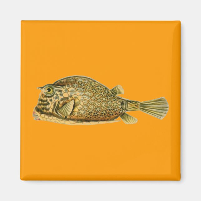 Íman Haeckel Fish (Frente)