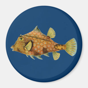 Íman Haeckel Fish