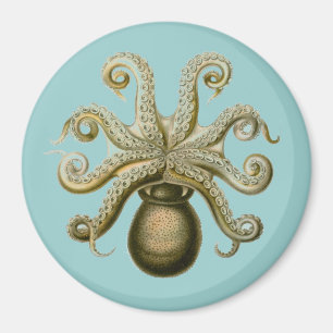 Íman Haeckel Octopus