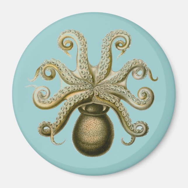 Íman Haeckel Octopus (Frente)