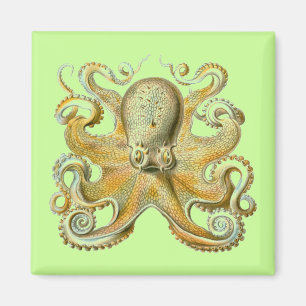 Íman Haeckel Octopus