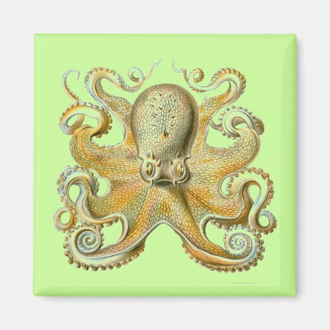 Íman Haeckel Octopus (Frente)