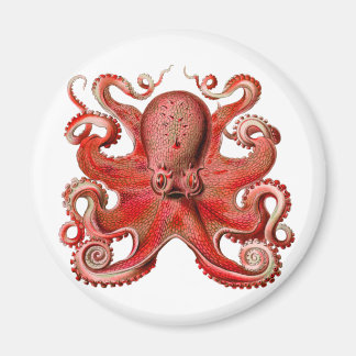 Íman Haeckel Octopus Red