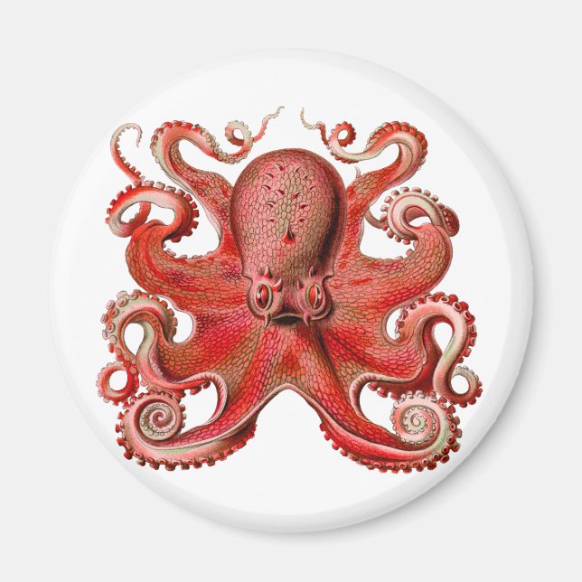 Íman Haeckel Octopus Red (Frente)