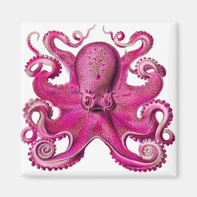 Íman Haeckel Octopus Rosa (Frente)