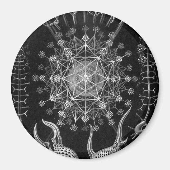 Íman Haeckel Phaeodaria (Frente)