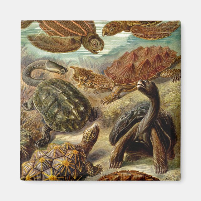 Íman Haeckel Turtles (Frente)