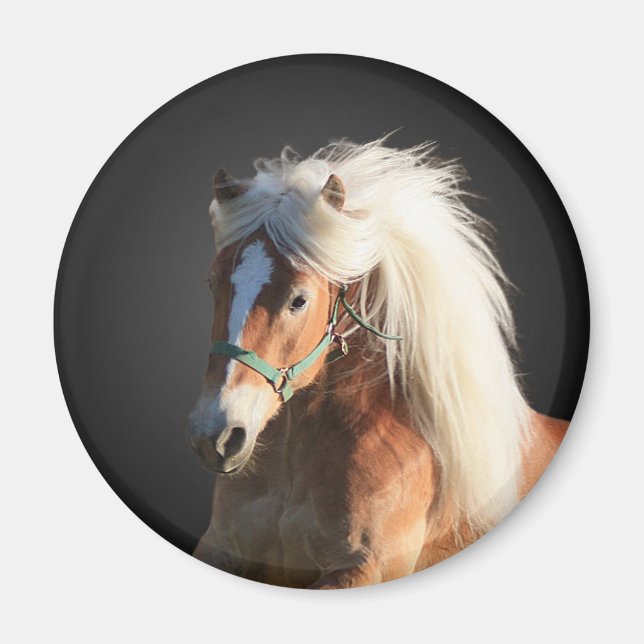 Íman Haflinger Horse (Frente)