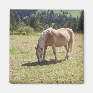 Íman Haflinger Palomino Pony no Verão Pasture Foto