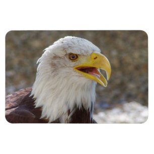 Íman Haliaeetus leucocephalus