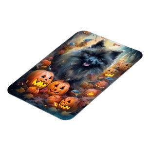 Íman Halloween Keeshond Com Pumpkins Assustado