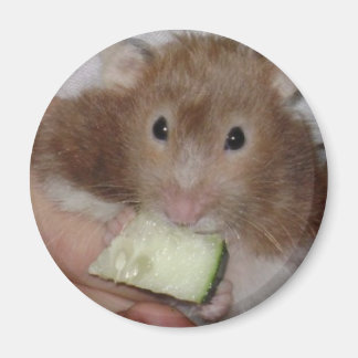 Íman hamster
