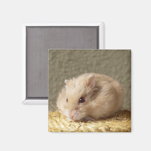 Íman Hamster do russo do anão com mordentes completos