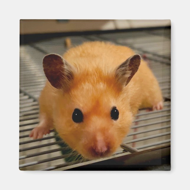 Íman Hamster sírio na imã de geladeira próxima (Frente)