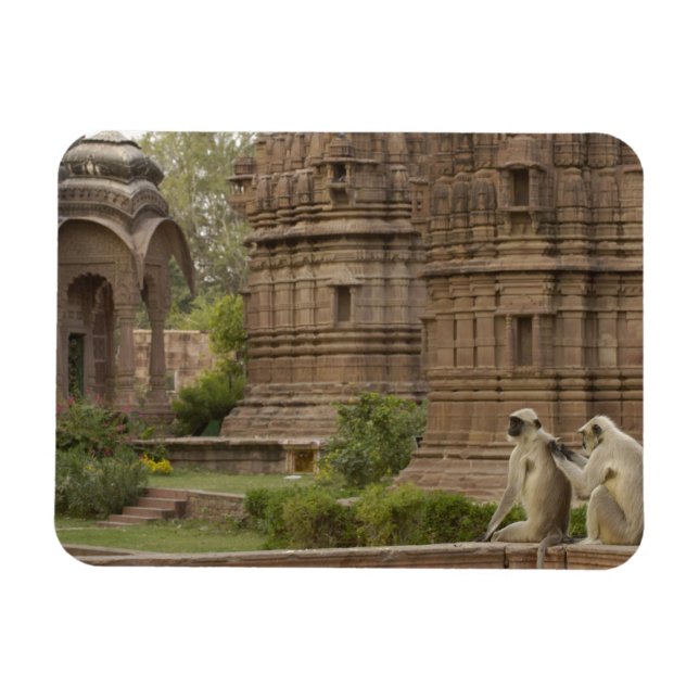 Íman Hanuman Langurs ou de cara preta, Comum ou Cinza (Horizontal)