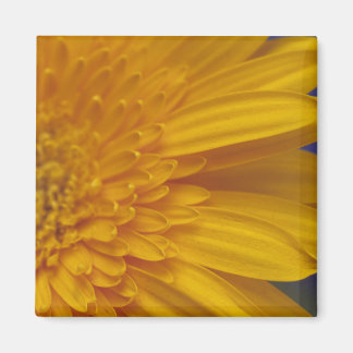 Íman Happy Gerber Square Magnet