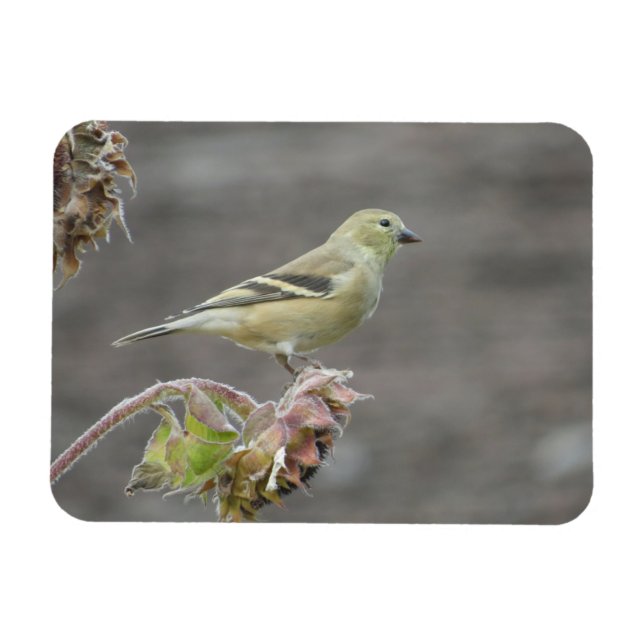 Íman Happy Goldfinch e Sunflower Magnet (Horizontal)