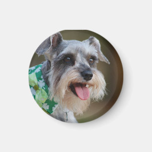 Íman Happy Miniature Schnauzer Puppy