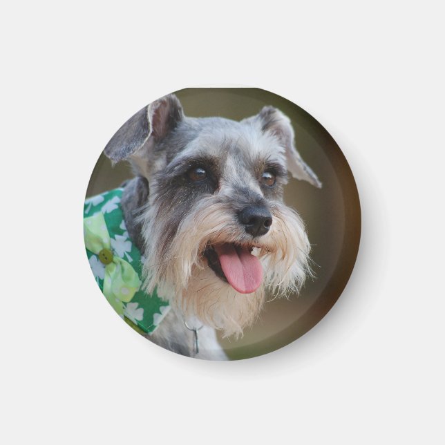 Íman Happy Miniature Schnauzer Puppy (Frente)