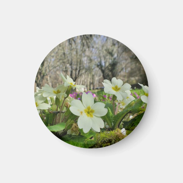 Íman Harbinger de Primavera (Frente)