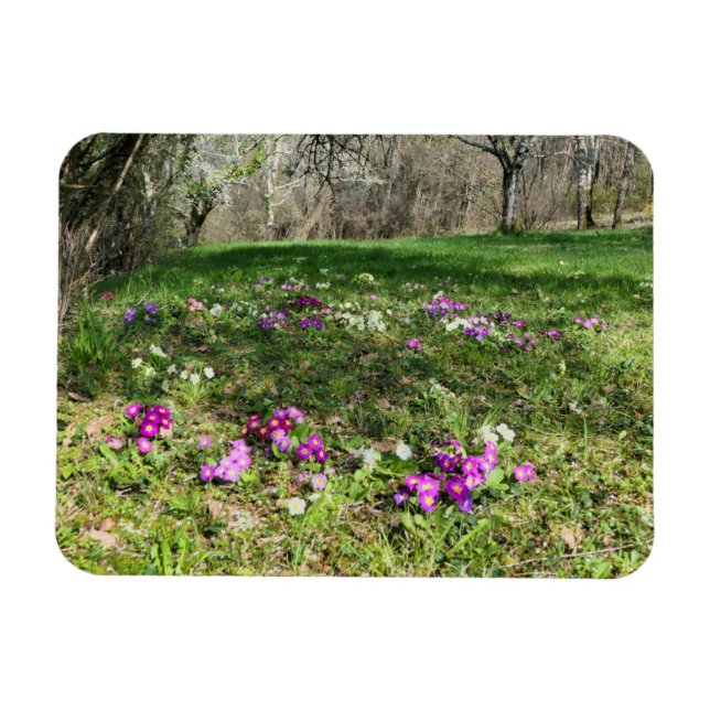 Íman Harbinger de Primavera (Horizontal)