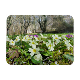 Íman Harbinger de Primavera