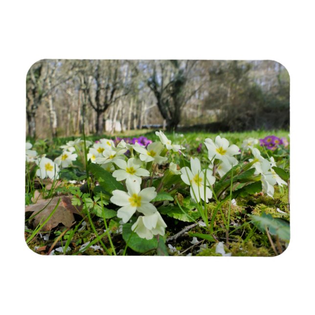 Íman Harbinger de Primavera (Horizontal)