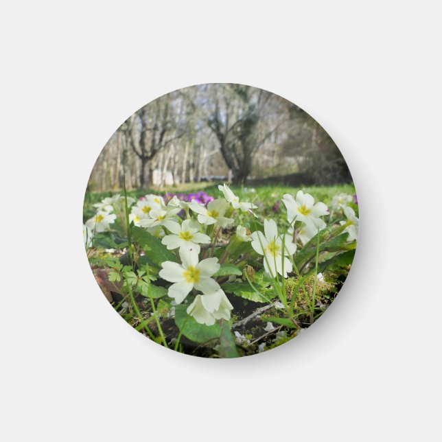 Íman Harbinger de Primavera (Frente)