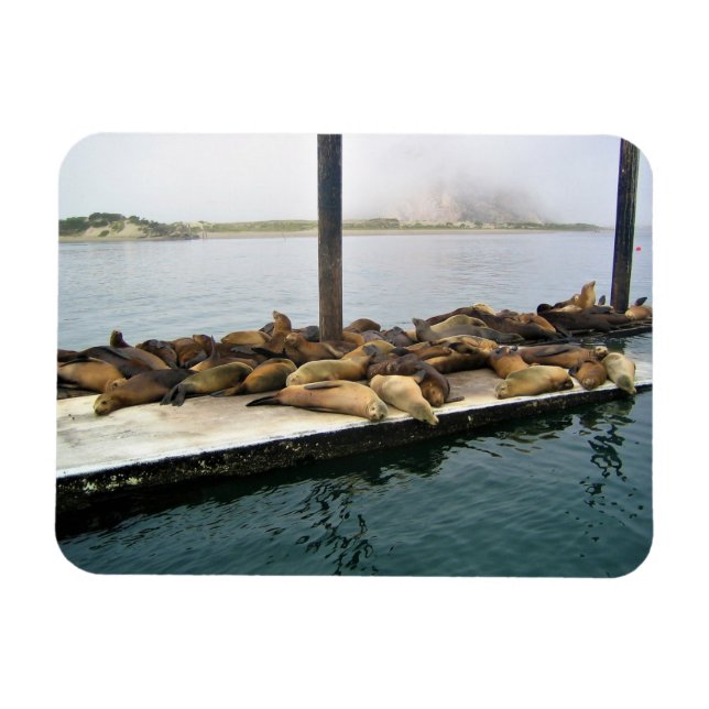 Íman Harbor Seals, Morro Bay, Califórnia (Horizontal)