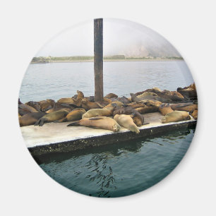 Íman Harbor Seals, Morro Bay, Califórnia