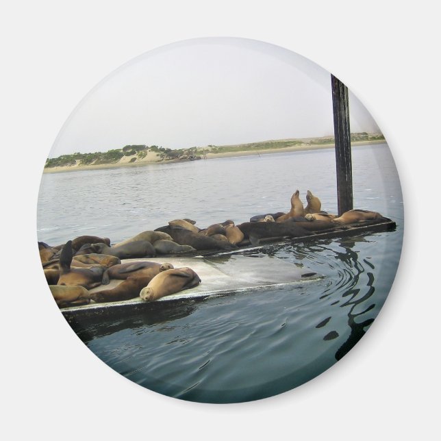 Íman Harbor Seals, Morro Bay, Califórnia (Frente)