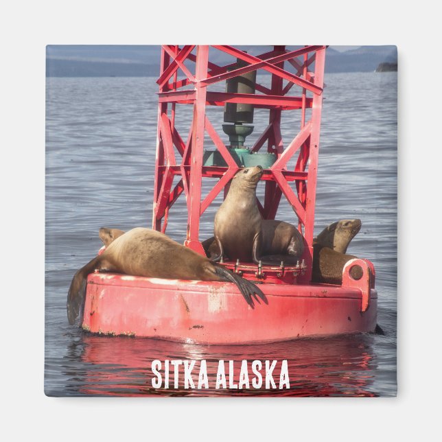 Íman Harbor Seals - Sitka Alaska Magnet (Frente)