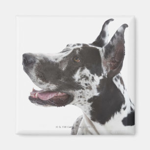 Íman Harlequin great dane