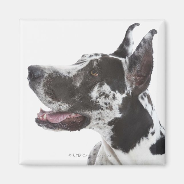 Íman Harlequin Great Dane (Frente)