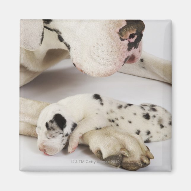 Íman Harlequin Great Dane cachorrinho dormindo na mãe (Frente)