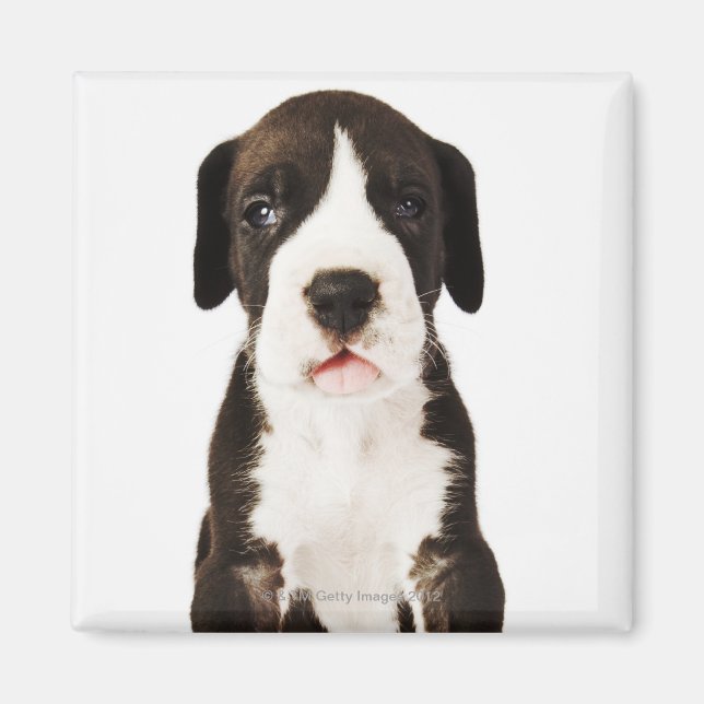 Íman Harlequin Great Dane puppy com fundo branco (Frente)