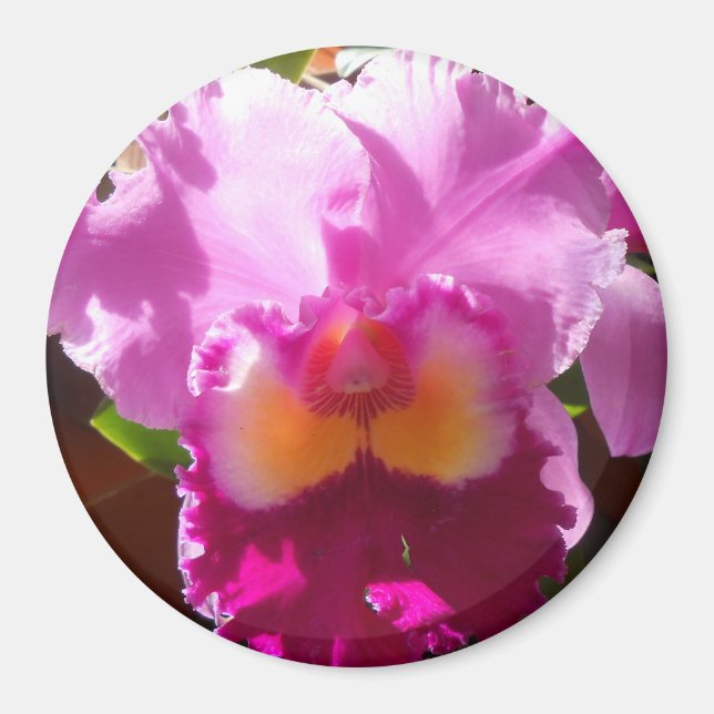 Íman Harlinde (Frente)