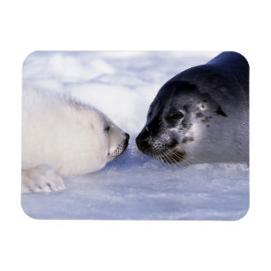 Íman Harp Seal Mãe com Pup