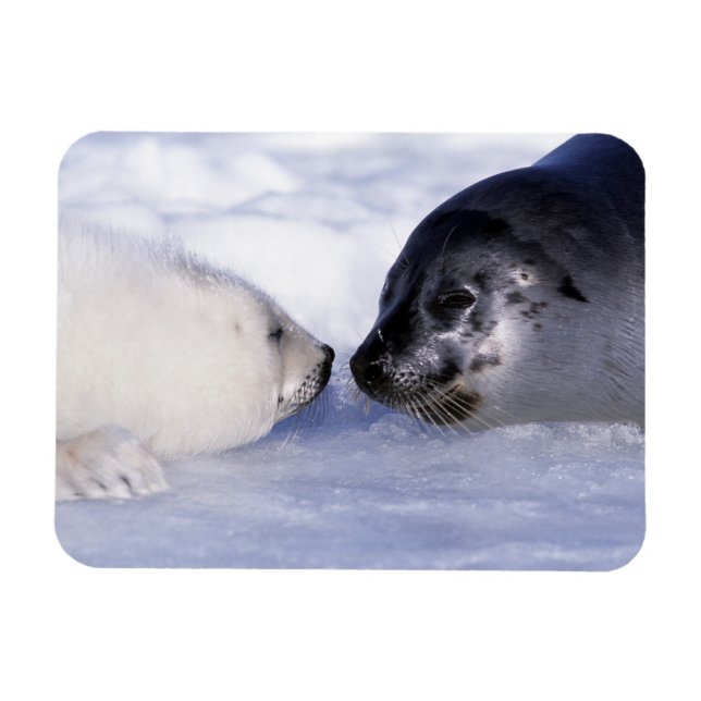 Íman Harp Seal Mãe com Pup (Horizontal)